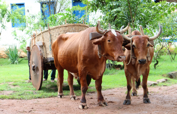 Encontro de Carros de Boi - bem de natureza imaterial da cidade